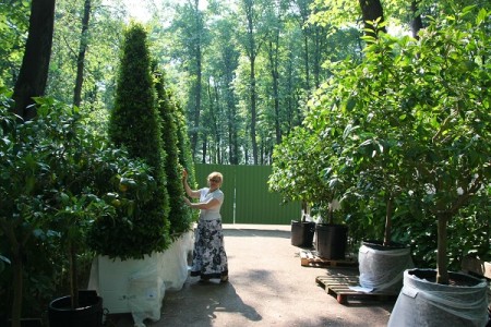 В Летний сад привезли кадочные растения из голландского сада Хет Лоо